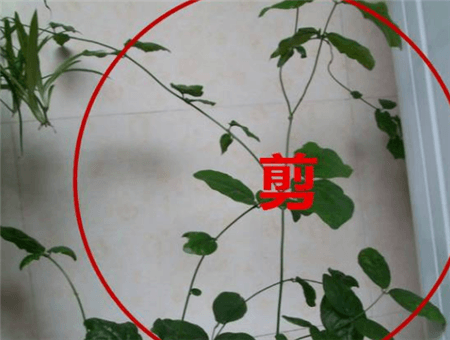 茉莉生长期修剪 茉莉生长期修剪