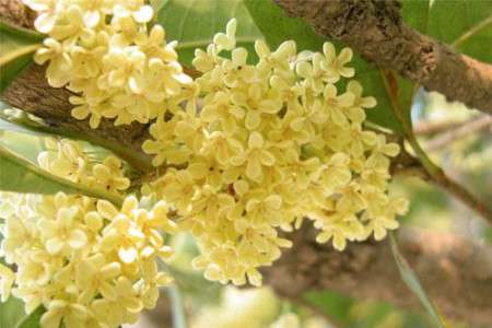桂花 桂花