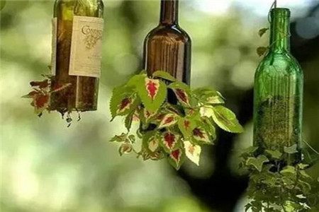 啤酒瓶做花盆 啤酒瓶做花盆