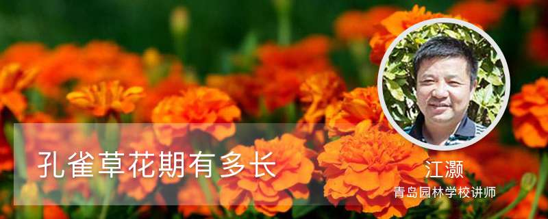 孔雀草花期有多长 孔雀草花期有多长