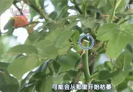 月季朝外芽 月季朝外芽