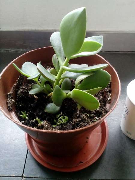 漂亮的玉树 漂亮的玉树