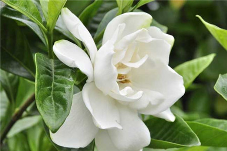 美丽的栀子花 美丽的栀子花