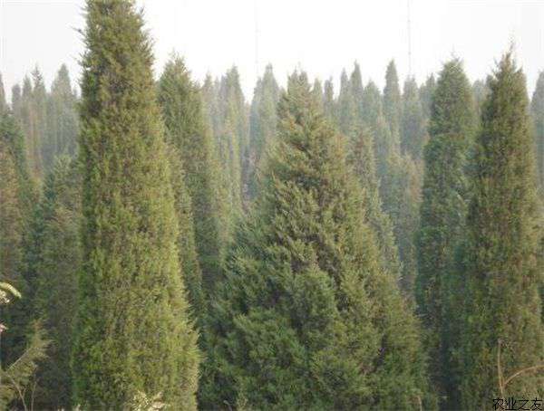 侧柏移植管理技术