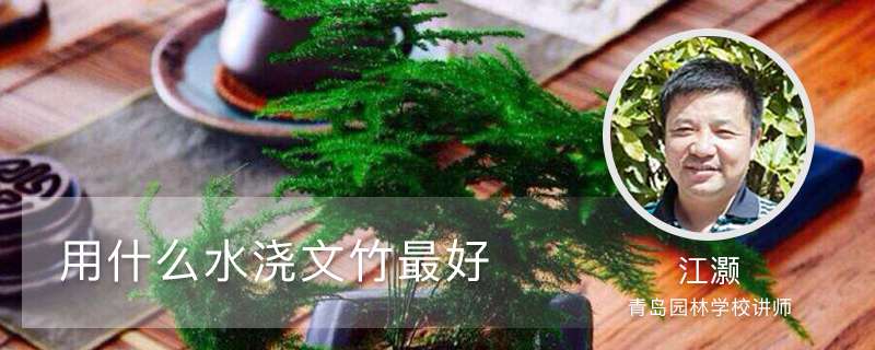 用什么水浇文竹最好 用什么水浇文竹最好