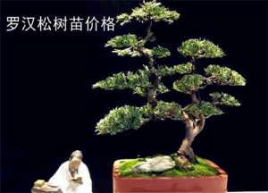罗汉松苗多少钱一棵 盆栽松树什么品种好