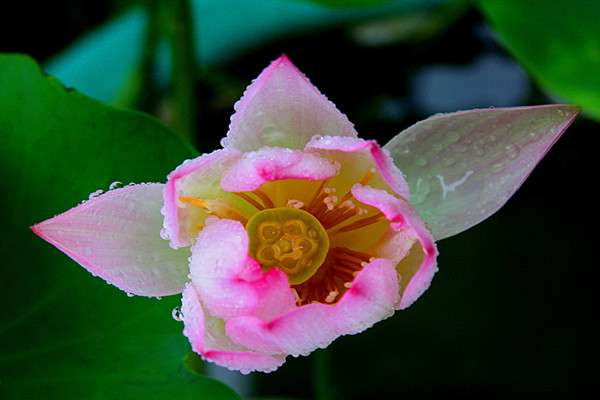 迎宾芙蓉怎么繁殖 迎宾芙蓉怎么繁殖