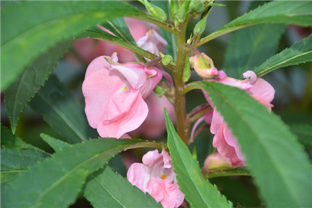 凤仙花 凤仙花