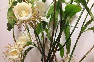 昙花烂根了怎么办