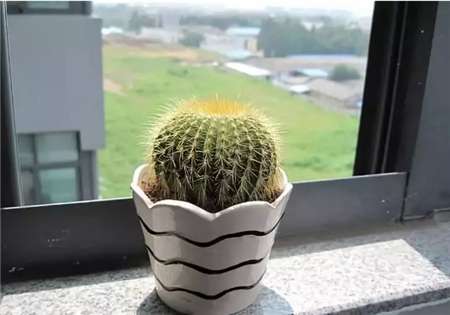 仙人球 仙人球