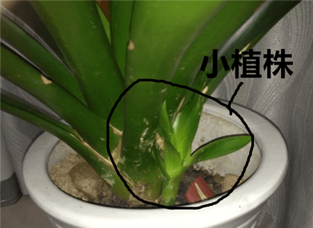 鸿运当头 鸿运当头