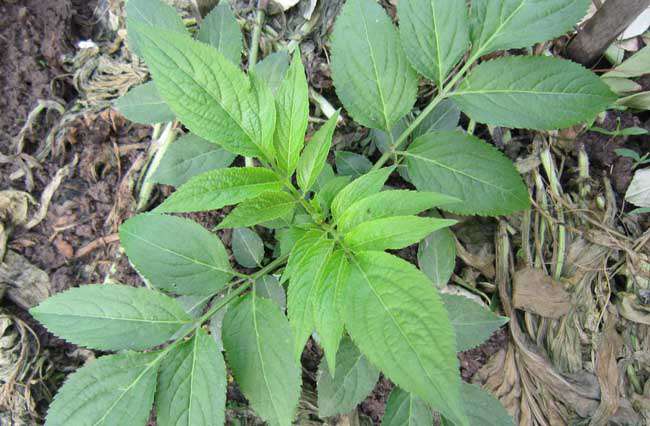 中药材种植技术
