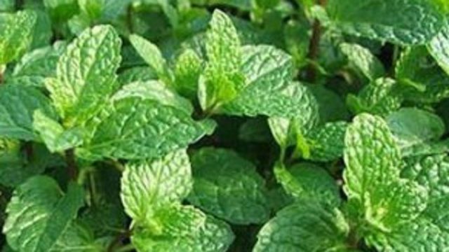 苹果薄荷的种植方法 苹果薄荷的种植方法