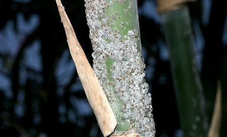 种植竹笋有哪些病虫害需防治?