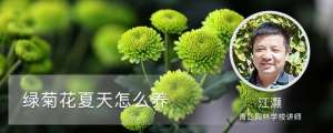 绿菊花夏天怎么养
