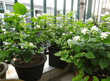 茉莉花 茉莉花