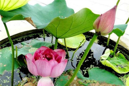 水缸养荷花 水缸养荷花