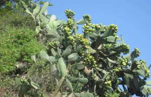 仙人掌开花吗？