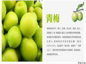 青梅高位嫁接管理技术