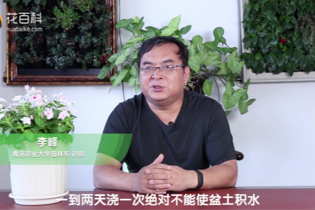 长春花 长春花