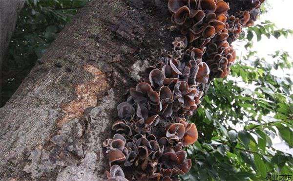 生物保鲜黑木耳面市