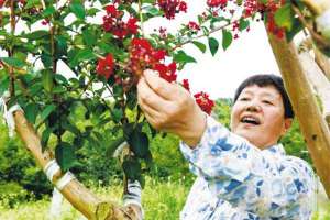 嵊州一对夫妇嫁接成功美国红火箭紫薇
