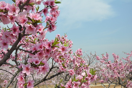 桃花 桃花