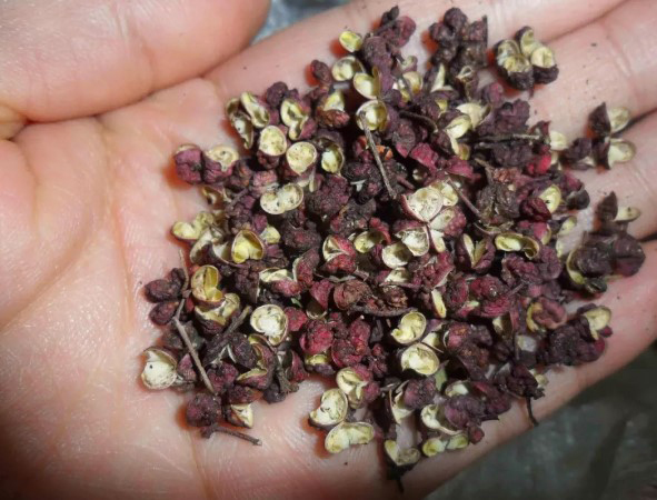 花椒、生姜,泡脚一个星期,身体竟然变化这么大…… 花椒、生姜,泡脚一个星期,身体竟然变化这么大……