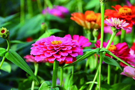 百日菊 百日菊