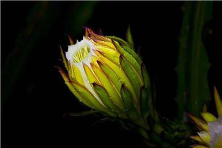 霸王花 霸王花