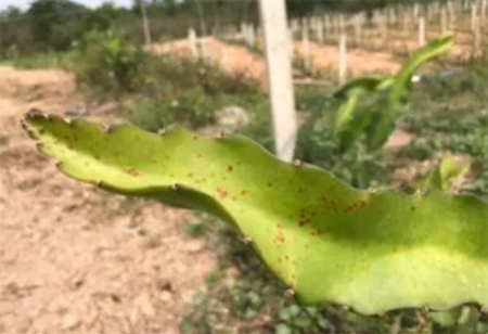 1528187017111409.png 火龙果种植要点详解,新手火龙果种植问题解答