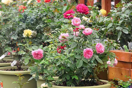 蔷薇花 蔷薇花
