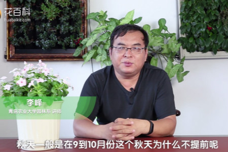 长春花 长春花