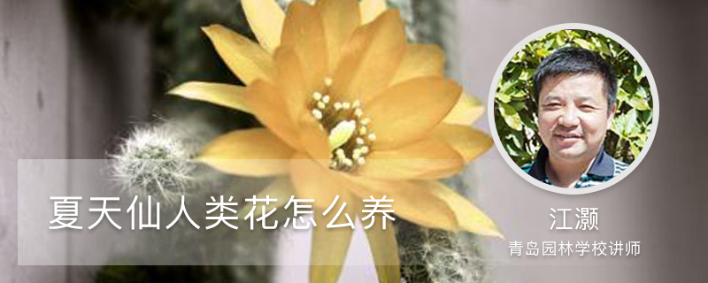 夏天仙人类花怎么养 夏天仙人类花怎么养