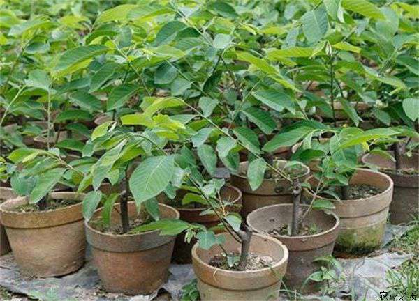番荔枝绿色种植技术