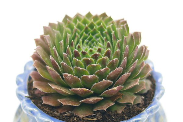 冬天多肉植物多久浇一次水,冬季多肉浇水不能犯的错误