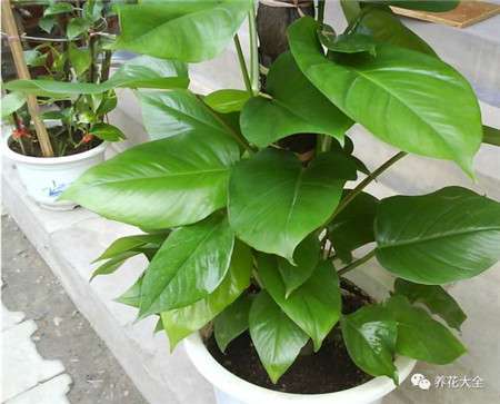 喜水湿的植物 喜水湿的植物