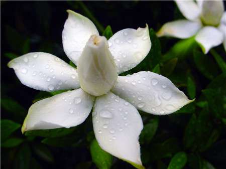 栀子花 栀子花
