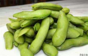毛豆锈病介绍及其防治