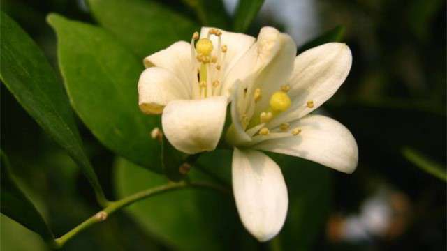 柠檬花怎么养护 柠檬花怎么养护