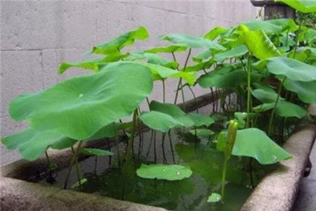 石槽养花 石槽养花