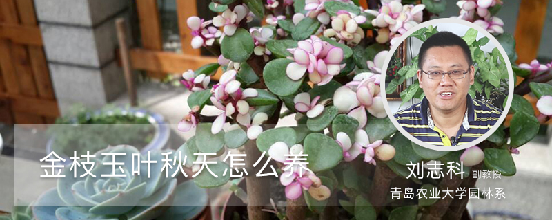 金枝玉叶秋天怎么养 金枝玉叶秋天怎么养