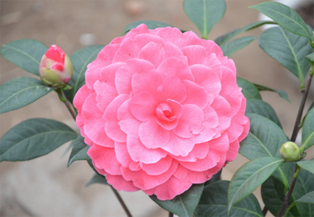 1530349179110036.png 山茶花的种植方法,图解如何给孕蕾期间的山茶花换盆