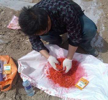 大豆种子怎样接种根瘤菌?