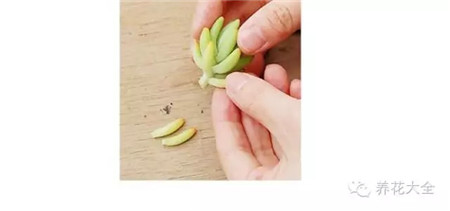 下面的叶子摘下 下面的叶子摘下