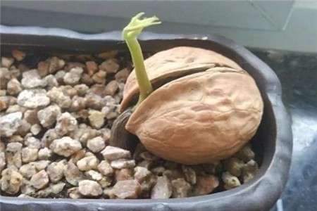 发芽的核桃 发芽的核桃