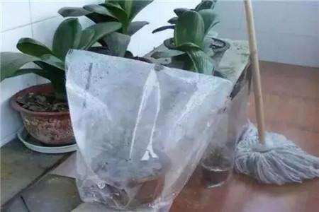 芦荟 芦荟