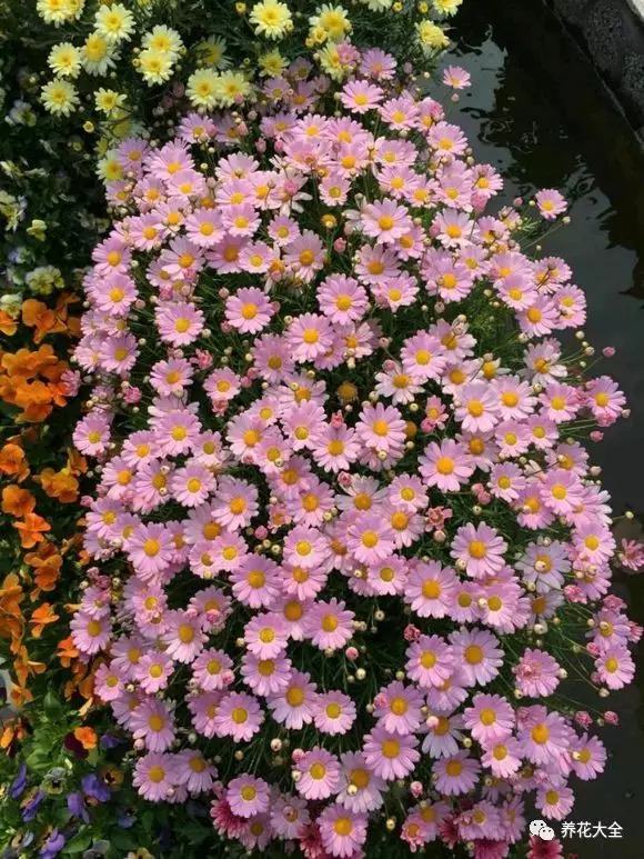 玛格丽特5 玛格丽特5