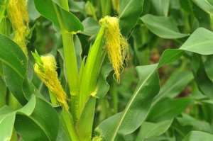 玉米种植技术：夏玉米中后期有哪些要注意？