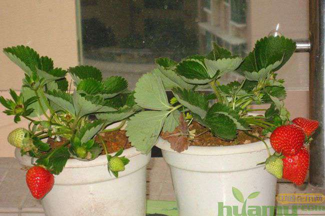 盆栽草莓苗种植方法图示.jpg 盆栽草莓苗种植方法图示.jpg